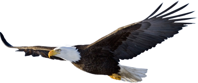Bald eagle in flight